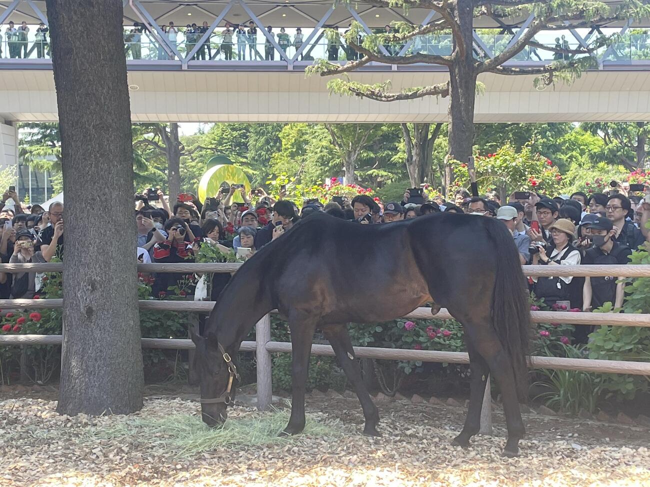 東京競馬場のローズガーデンで草を食むエイシンフラッシュ