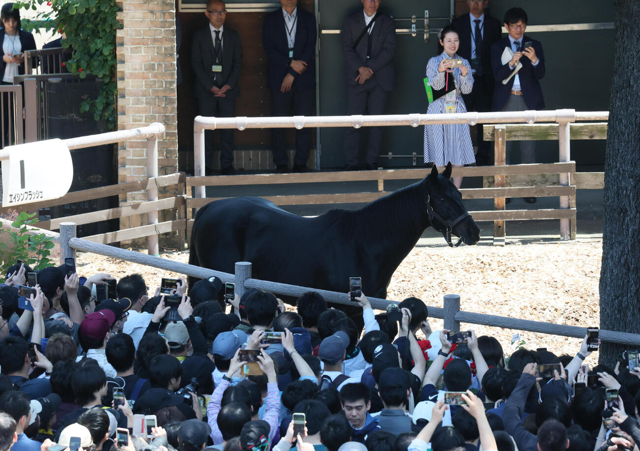東京競馬場にやって来たエイシンフラッシュ（撮影・丹羽敏通）