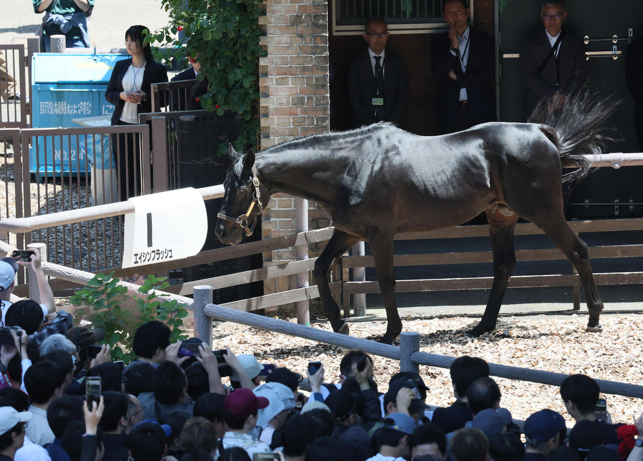 東京競馬場にやって来たエイシンフラッシュ（撮影・丹羽敏通）