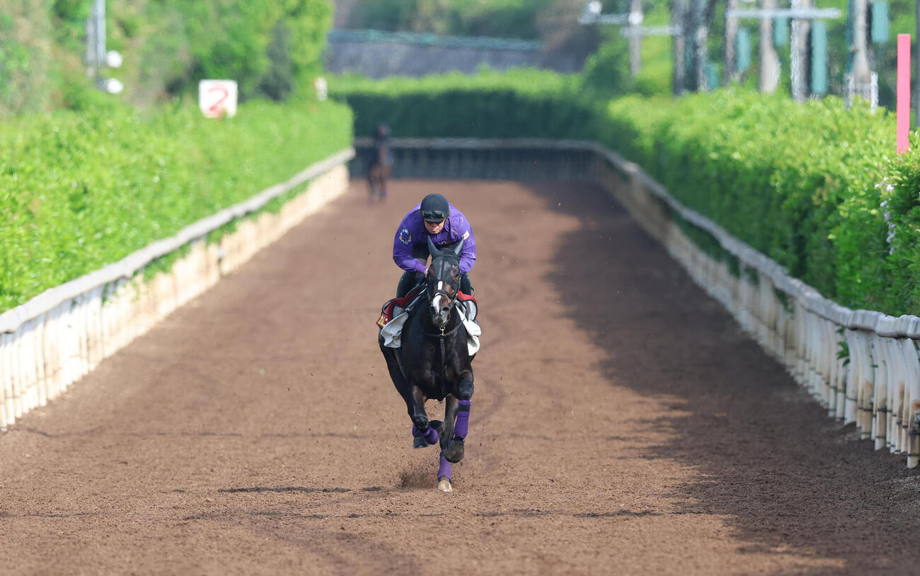 坂路を単走で追い切るカムニャック（撮影・白石智彦