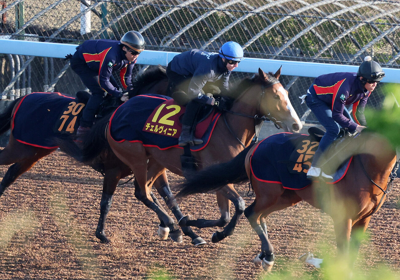 チェルヴィニア（中央）はレーン騎手を背に美浦ウッドを3頭併せで追い切られた（撮影・丹羽敏通）