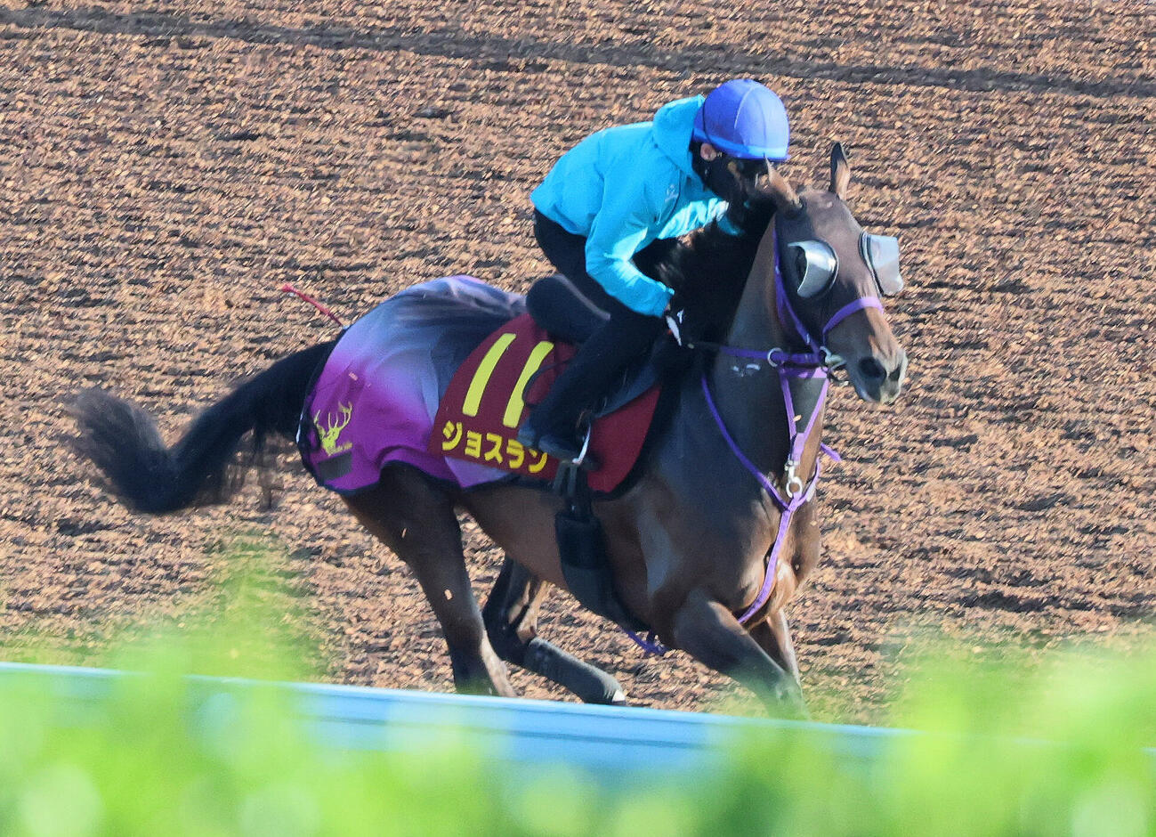 ジョスランは戸崎圭太騎手を背に美浦ウッドで追い切られた（撮影・丹羽敏通）