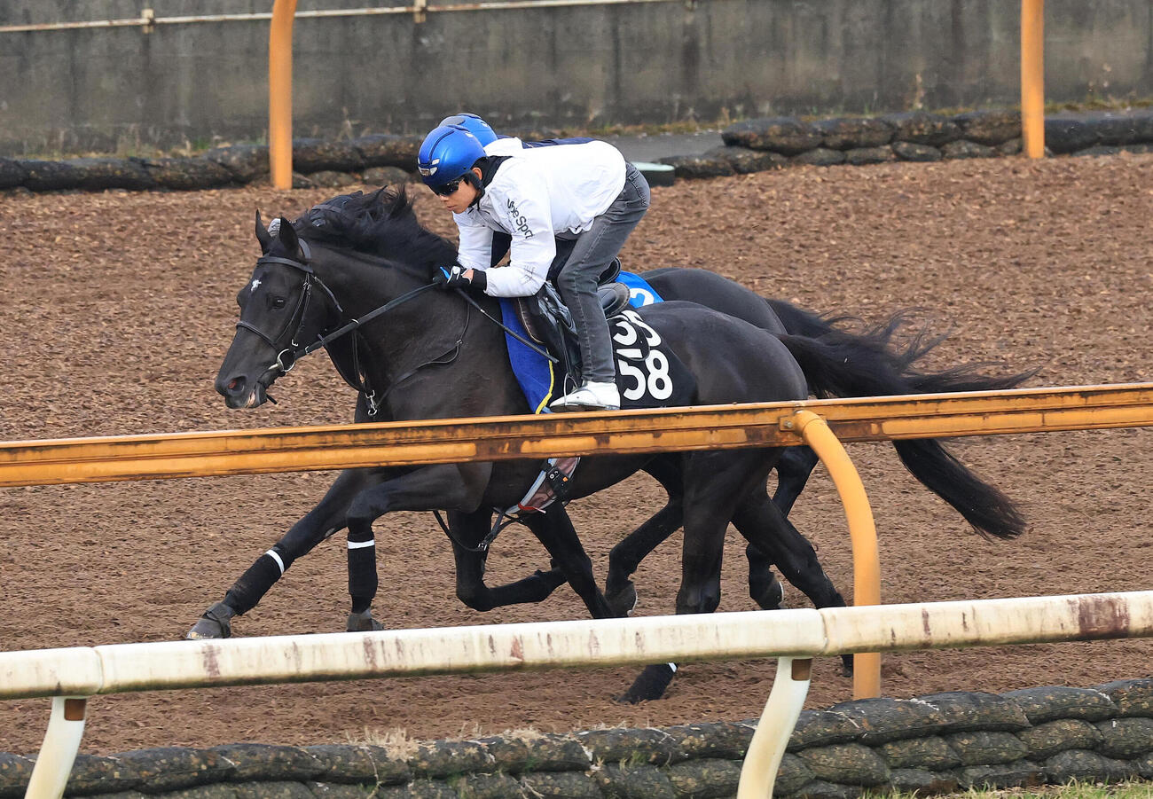 北村友一騎手を背に、Cウッドコースを2頭併せで追い切るベレシート（手前）（2026年5月6日撮影）