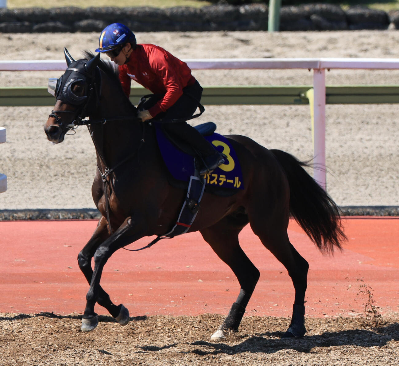 8日、Cウッドコースに馬場入りするバステール