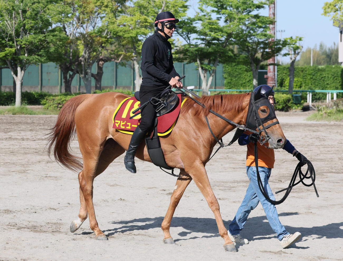 追い切りを終えて馬場を出るマピュース（撮影・丹羽敏通）