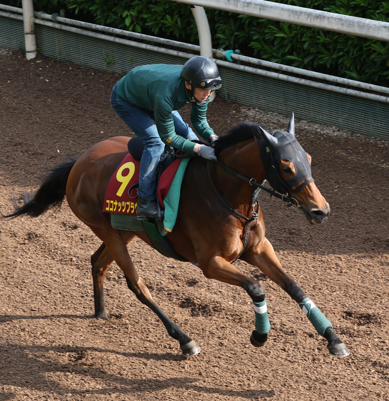 坂路で追い切るココナッツブラウン