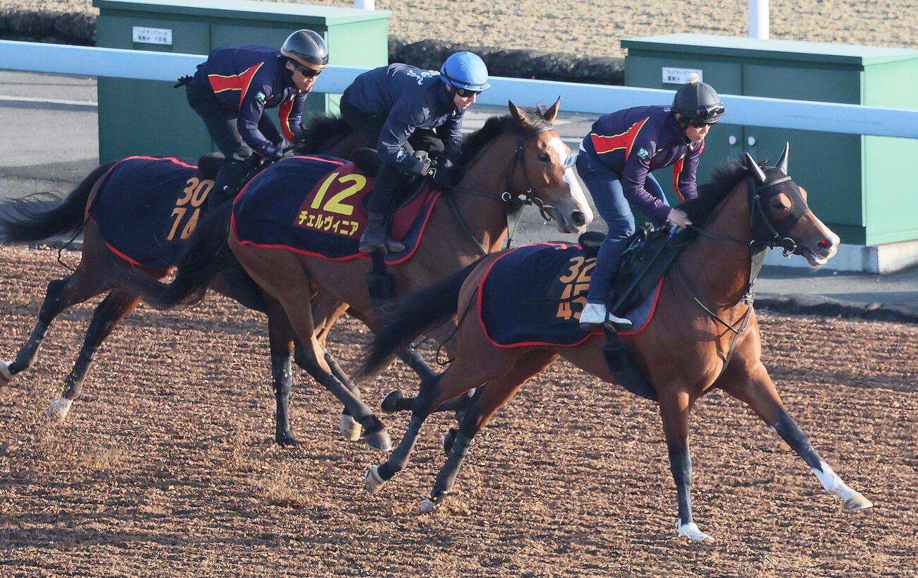 チェルヴィニア（中央）はレーン騎手を背に美浦ウッドを3頭併せで追い切られた（撮影・丹羽敏通）