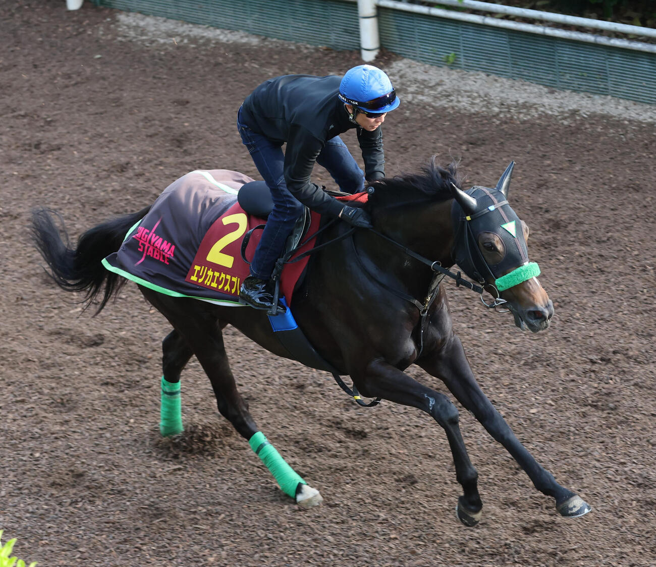 坂路で追い切るエリカエクスプレス