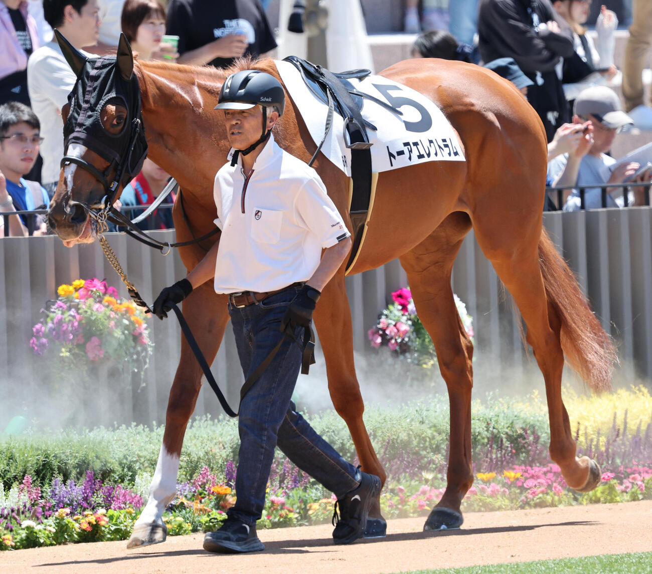 京都6R、出走したトーアエレクトラムをパドックで引く元調教師の国枝栄厩務員（撮影・西尾就之）