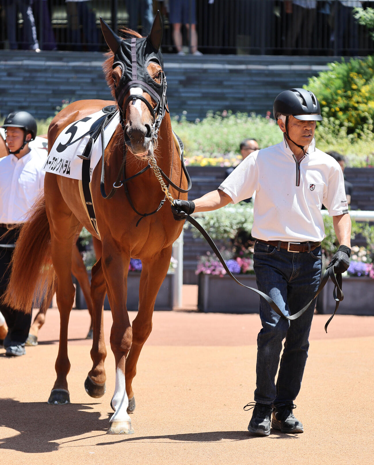 京都6R、3歳1勝クラスに出走したトーアエレクトラムをパドックで引く元調教師の国枝栄厩務員（撮影・西尾就之）