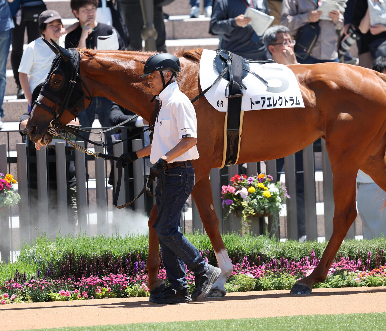 京都6R、3歳1勝クラスに出走したトーアエレクトラムをパドックで引く元調教師の国枝栄厩務員（撮影・西尾就之）