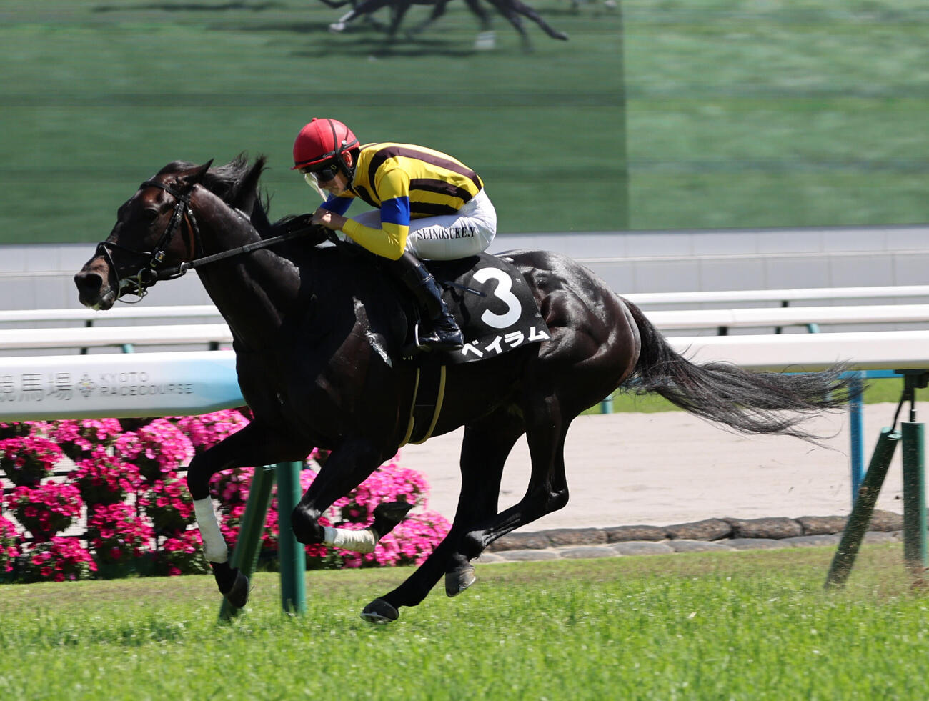 京都9R　白川特別（4歳以上2勝クラス）は吉村誠之助騎手のベイラムが後続の追い上げを封じてレコード勝ちを収めた（撮影・西尾就之）