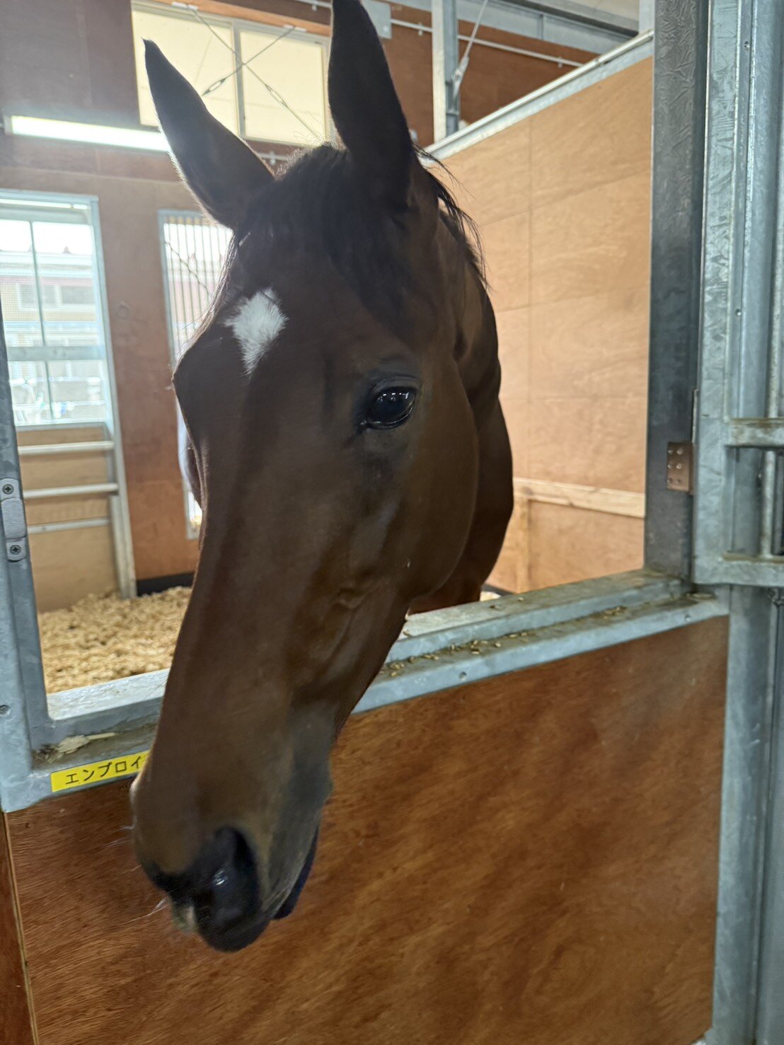 ヴィクトリアマイルを制したエンブロイダリーは激闘から一夜明け、自厩舎の馬房内で静養する