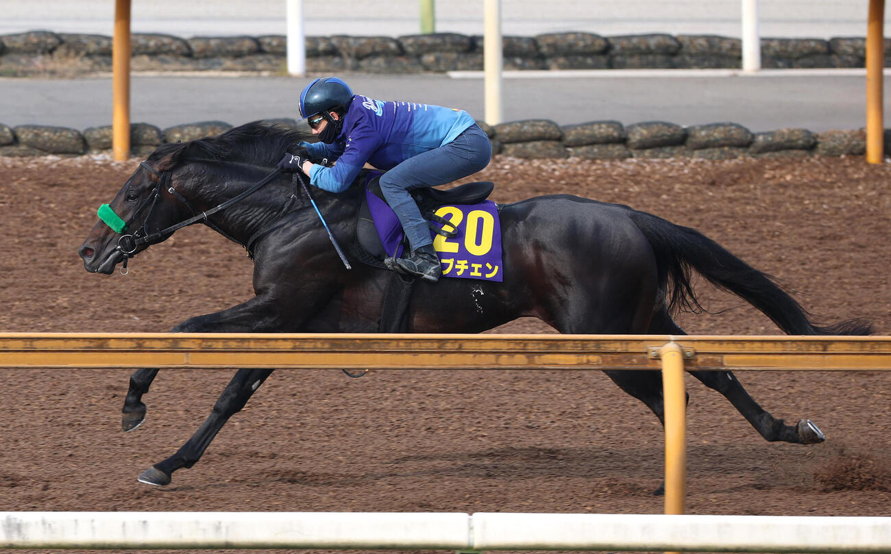 松山弘平騎手を背にCウッドの併せ馬で豪快に先着したロブチェン（撮影・白石智彦）
