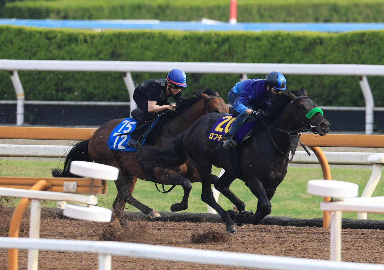 併せ馬で追い切るロブチェン（右）