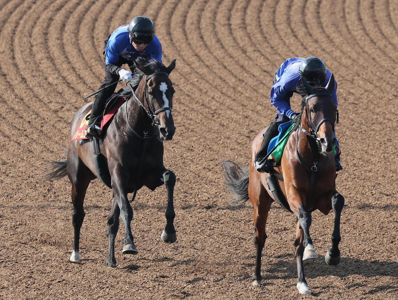 ドリームコア（左）は美浦ウッドでキロノヴァと併せて追い切られた（撮影・丹羽敏通）