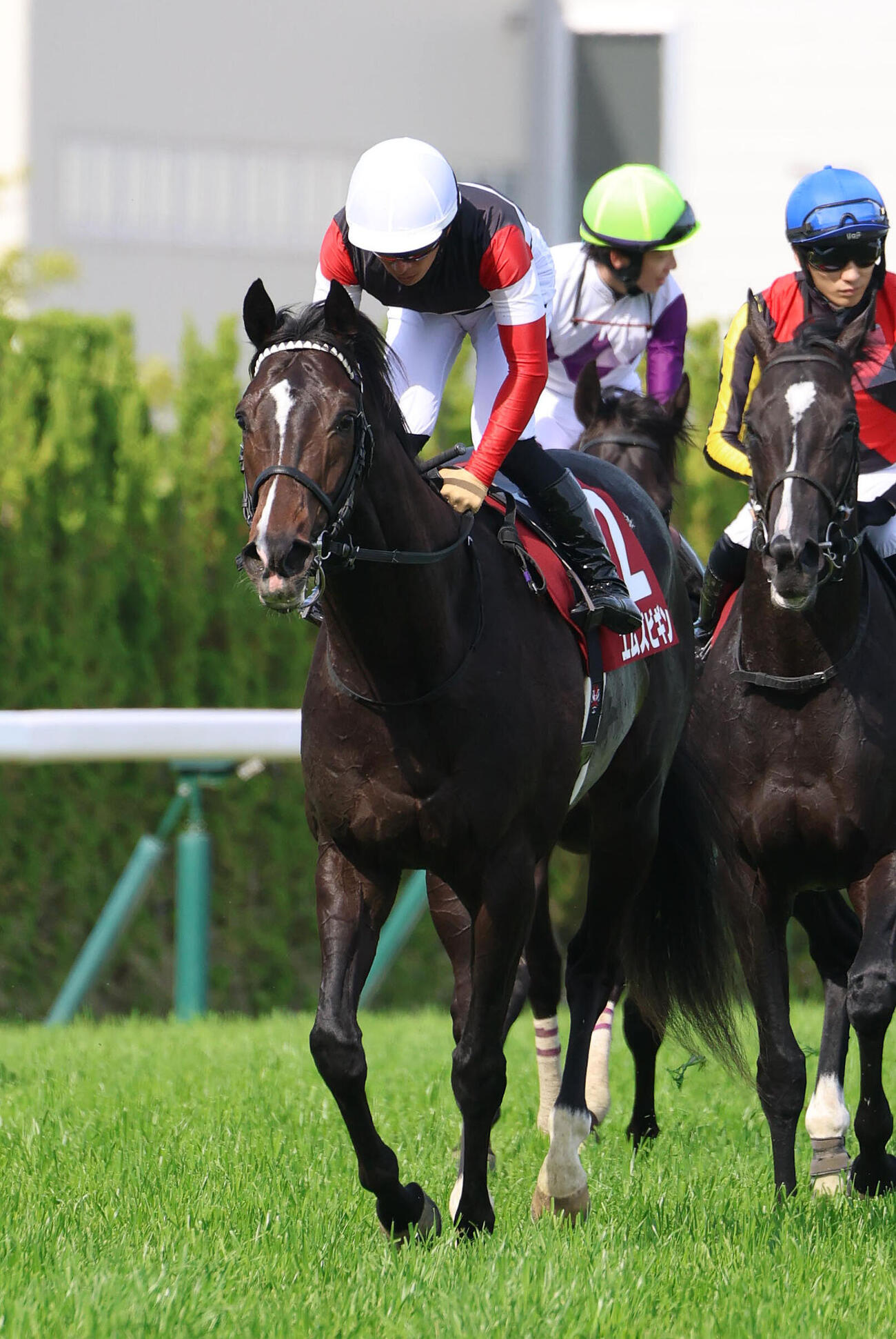 京都新聞杯、7着に敗れたエムズビギン（2026年5月9日撮影）