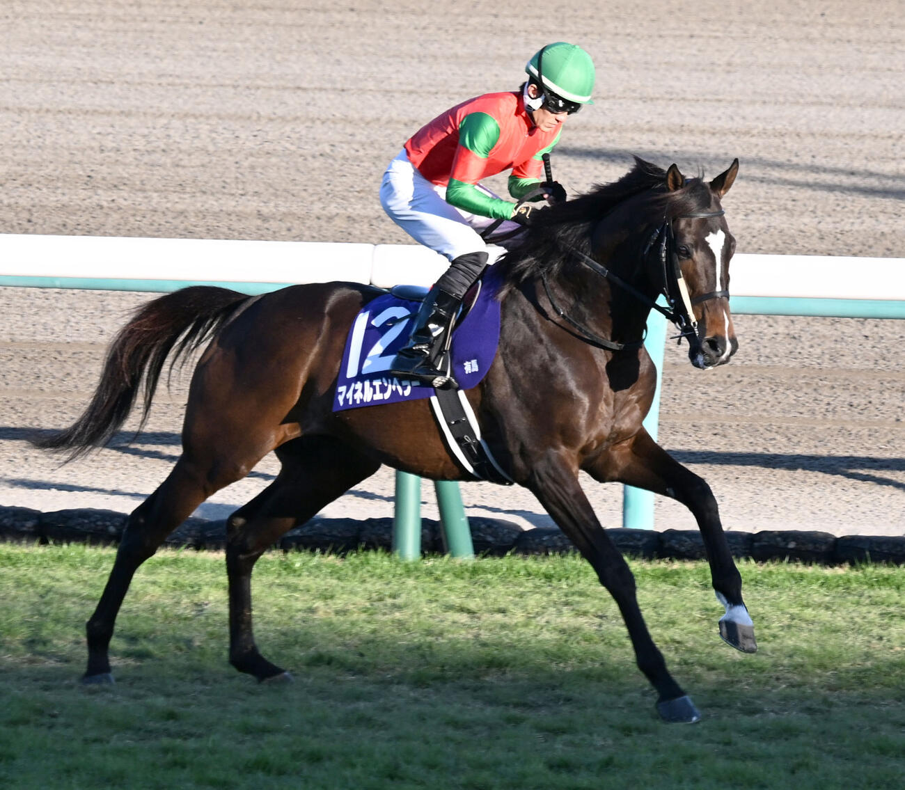 マイネルエンペラー(2025年12月撮影)