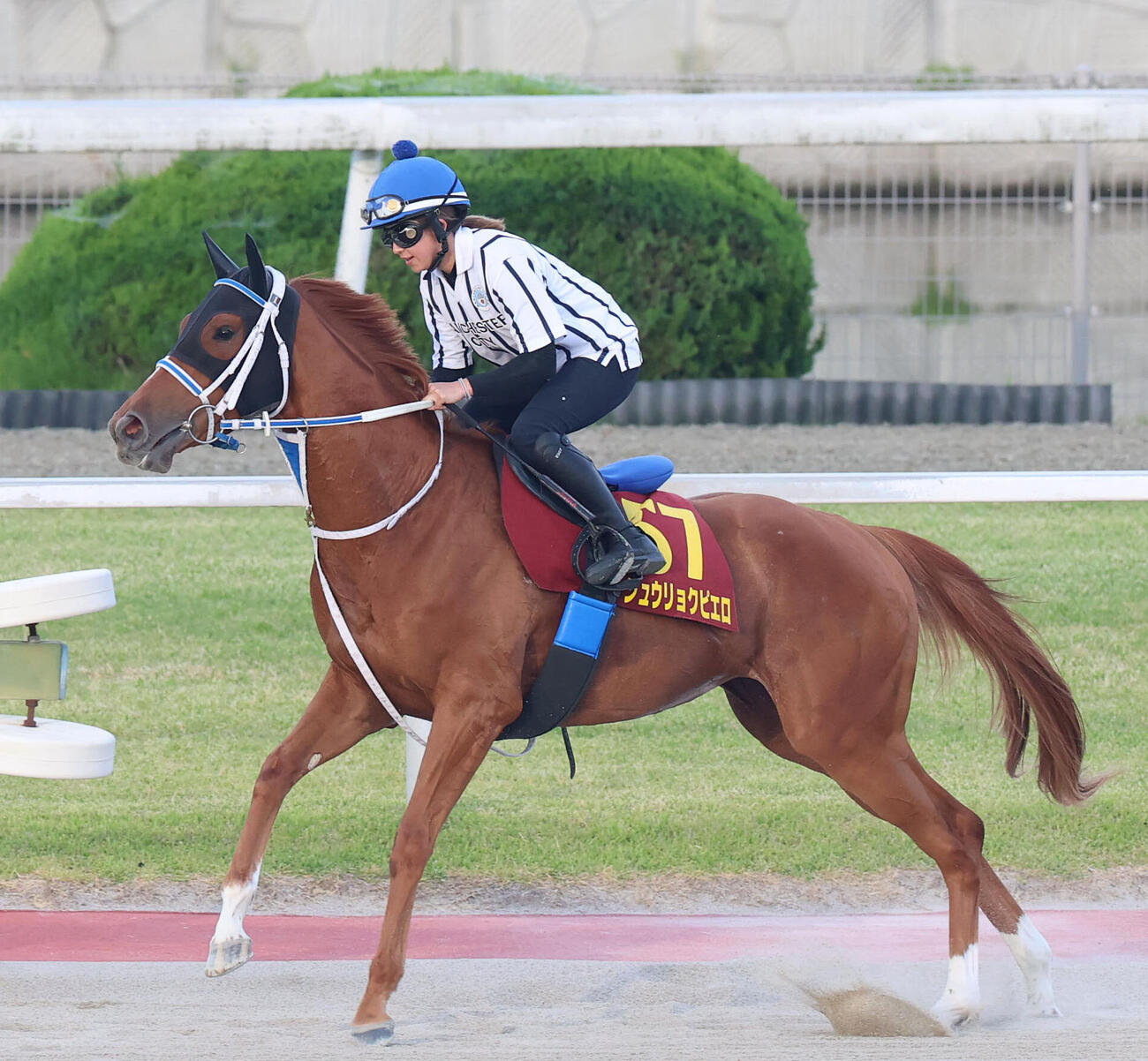 今村聖奈騎手を背に馬場入りするジュウリョクピエロ（2026年5月20日撮影）