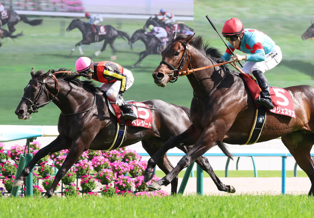 京都新聞杯2着に敗れたベレシート（左）