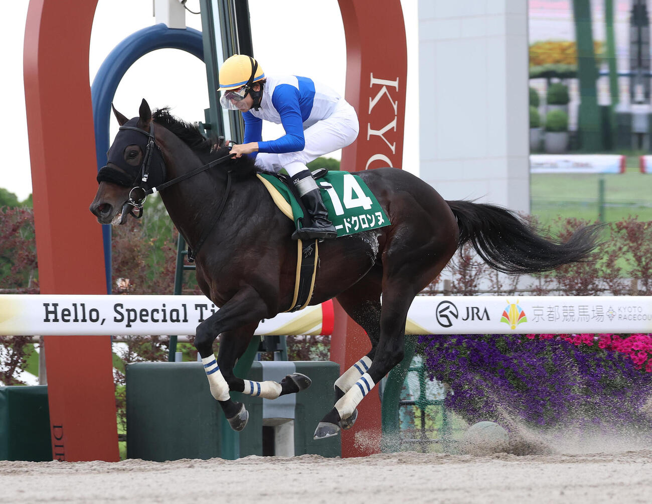 京都11R、直線抜け出して平安Sを快勝したロードクロンヌ（撮影・白石智彦）