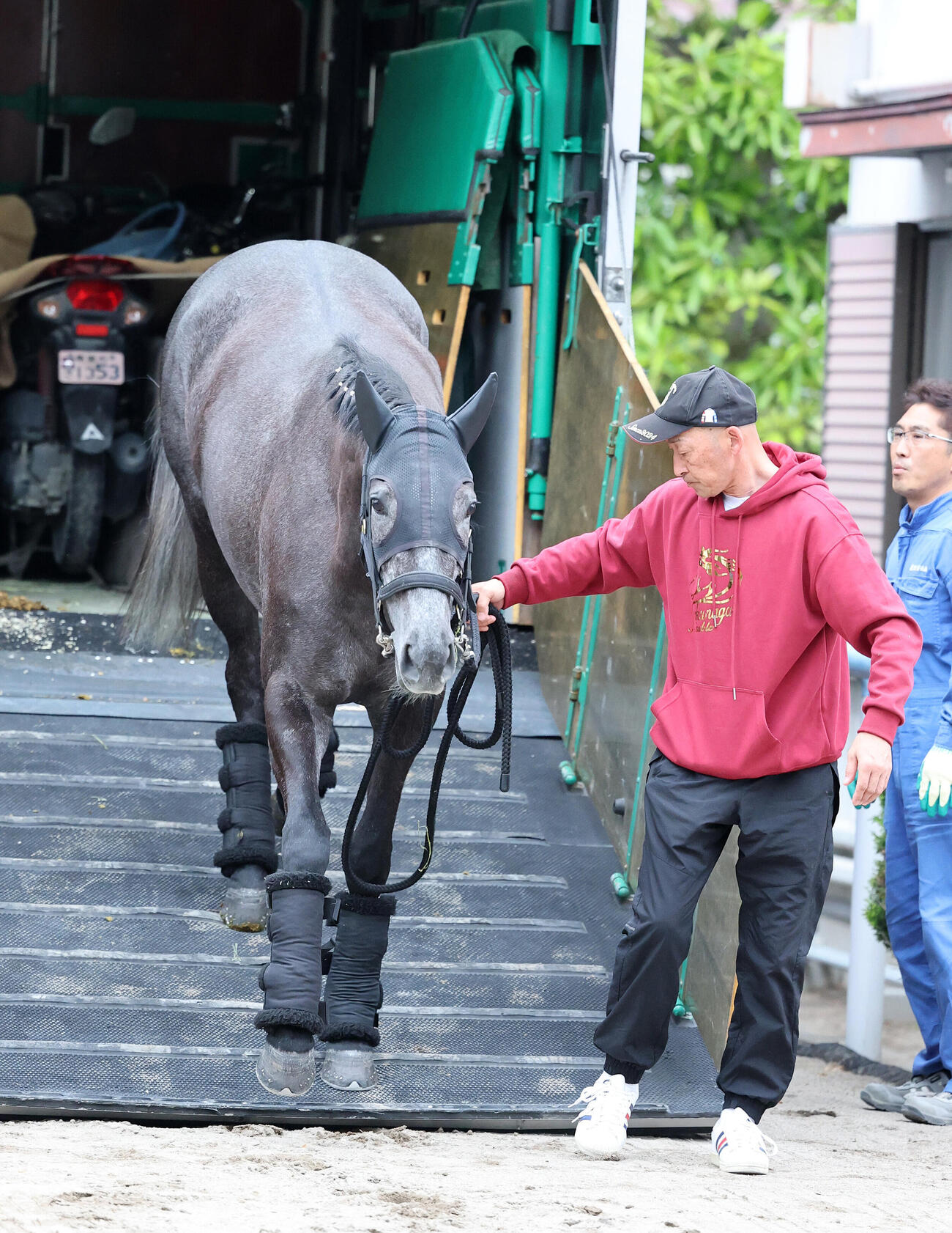 東京競馬場に到着したアンジュドジョワ（撮影・鈴木正人）