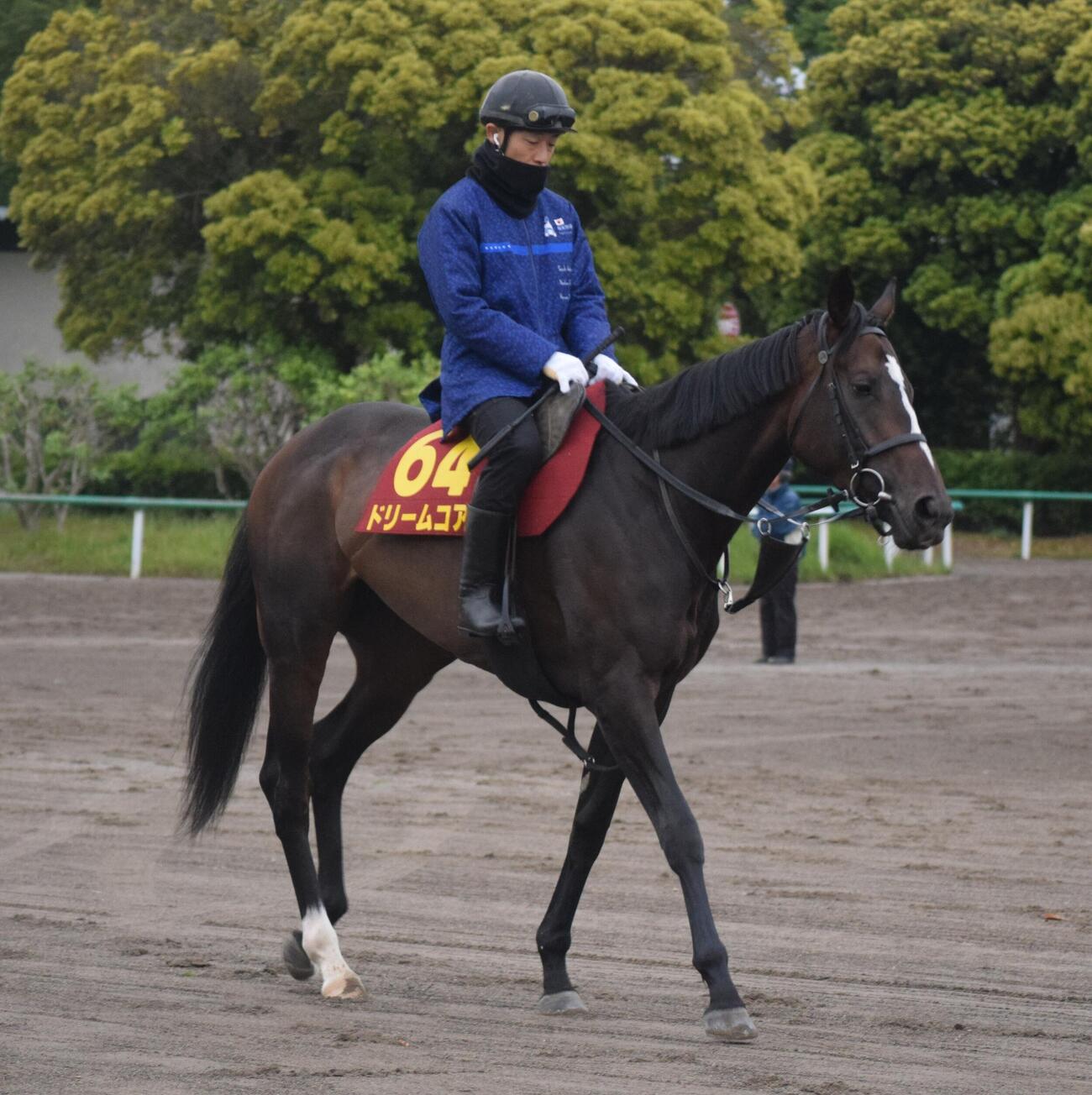 オークス前日の調整を行ったドリームコア（撮影・桑原幹久）