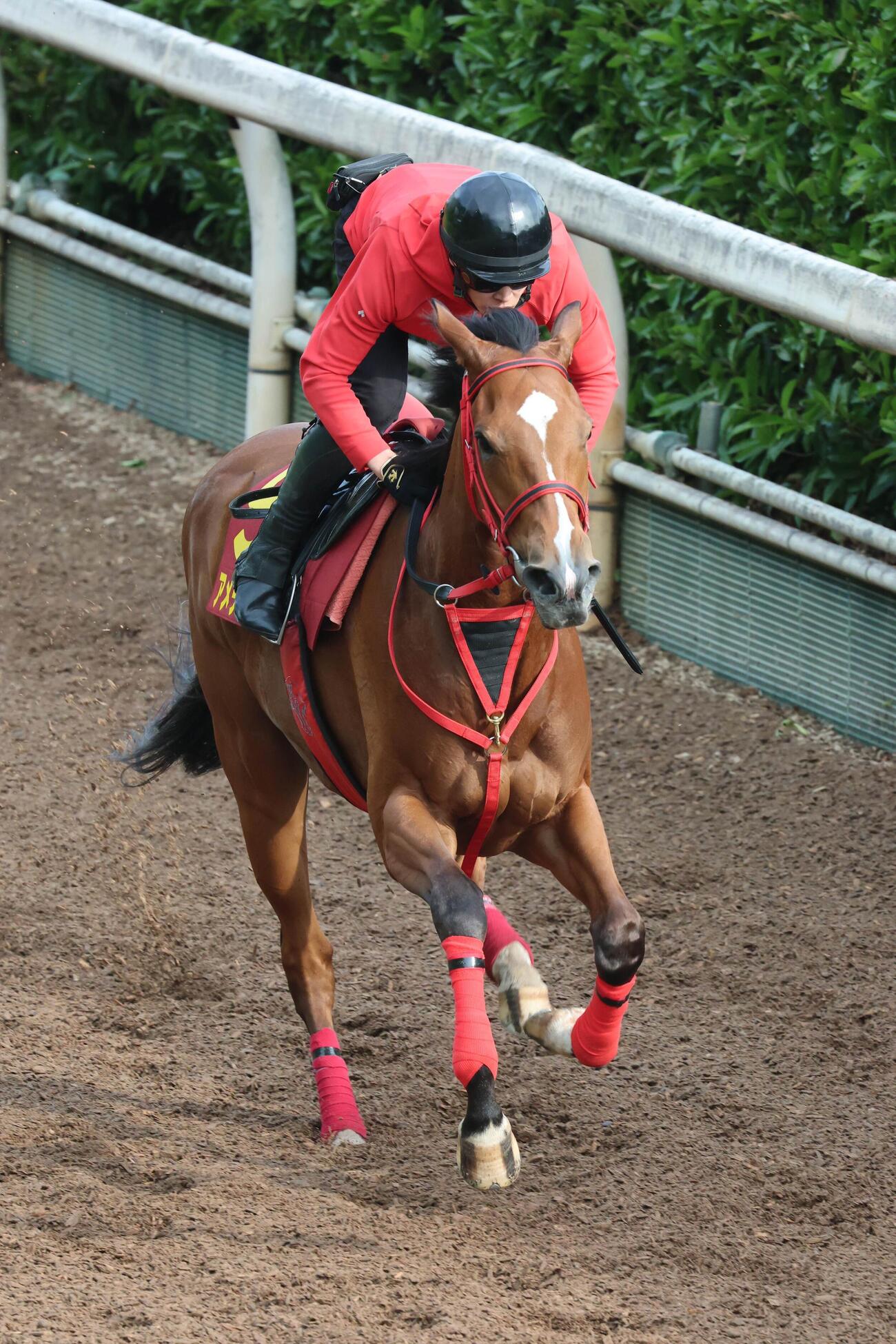 アメティスタ（2026年5月20日撮影）