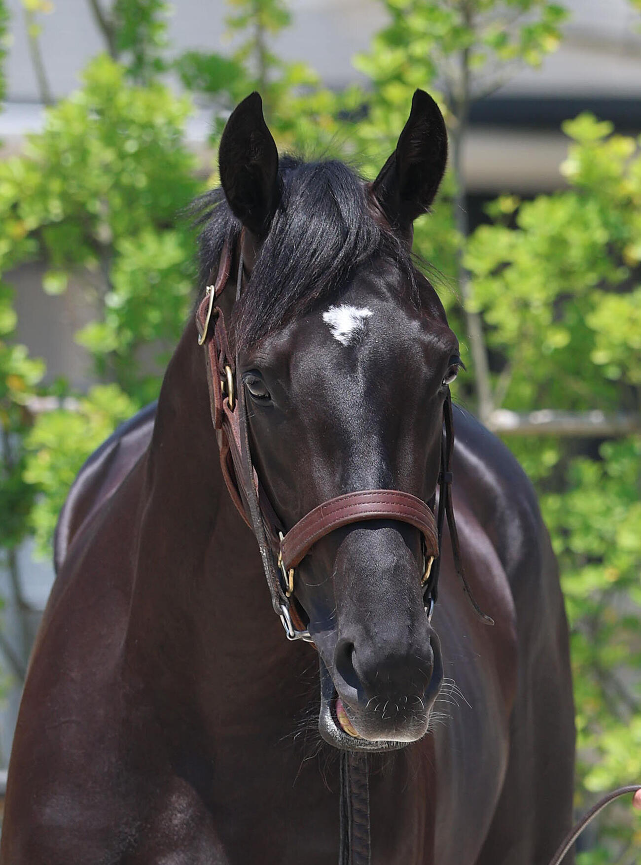 ベレシート（2026年5月撮影）