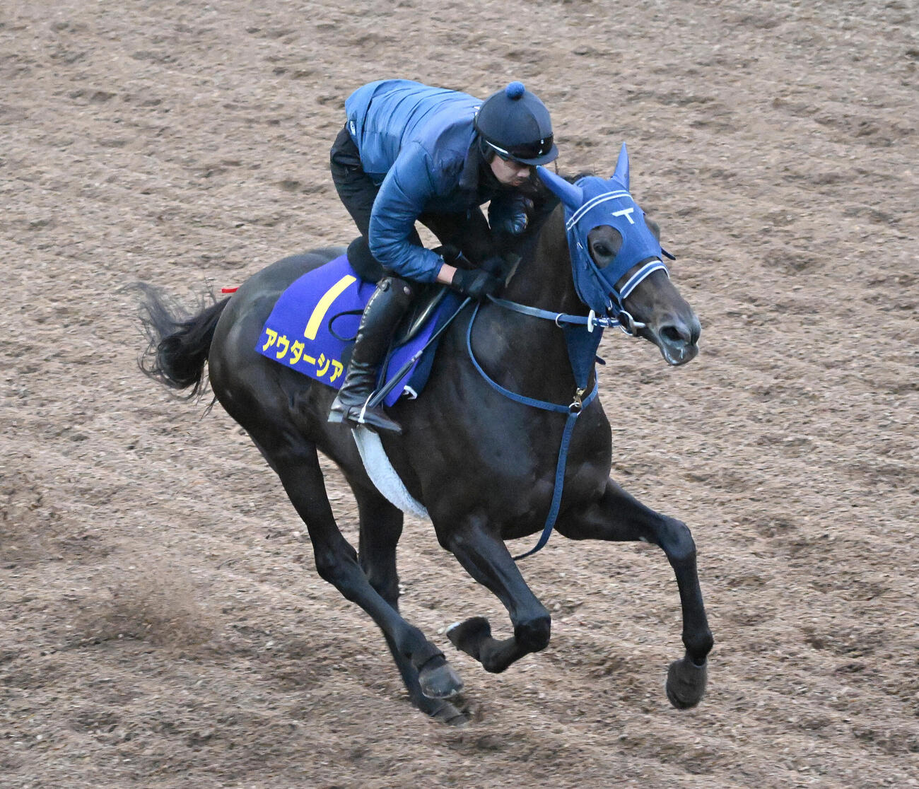 美浦坂路で追い切るアウダージア（撮影・千葉一成）