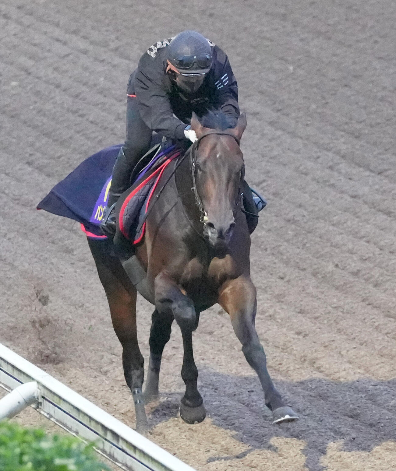 美浦坂路で追い切るパントルナイーフ（撮影・千葉一成）