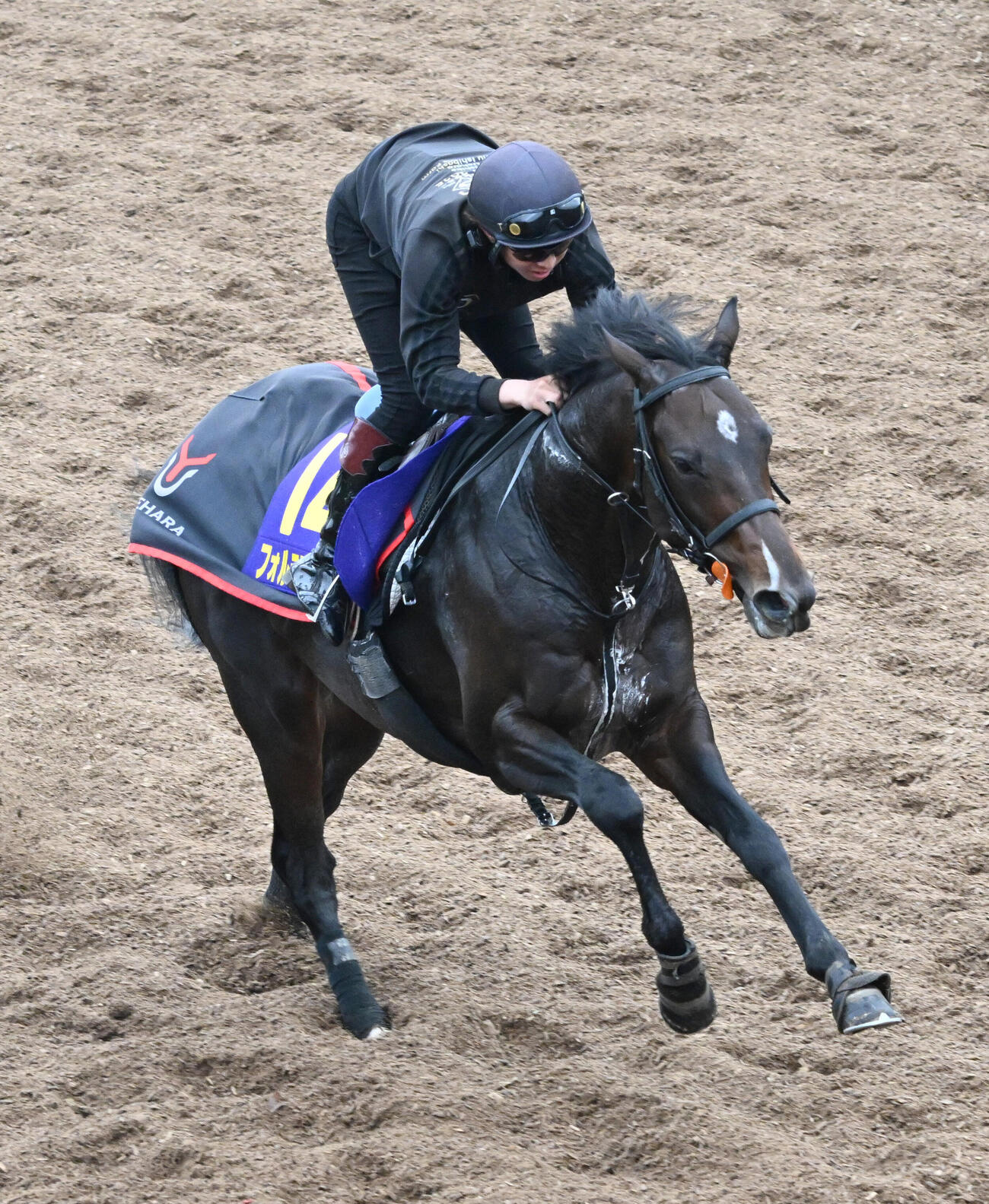 美浦坂路を駆け上がるフォルテアンジェロ（撮影・千葉一成）