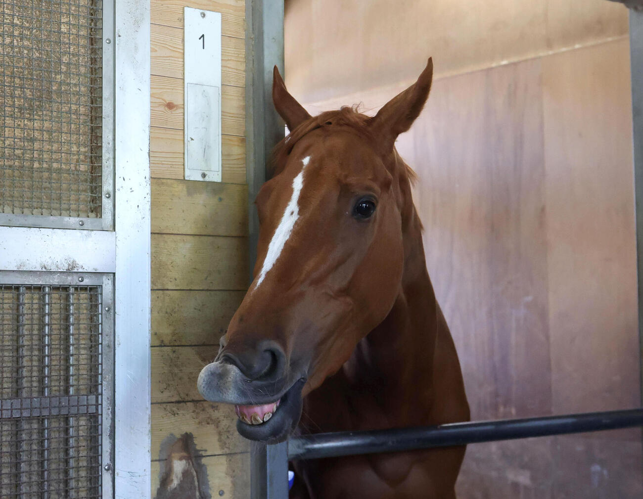 オークス制覇から一夜明け馬房でリラックスするジュウリョクピエロ（撮影・白石智彦）