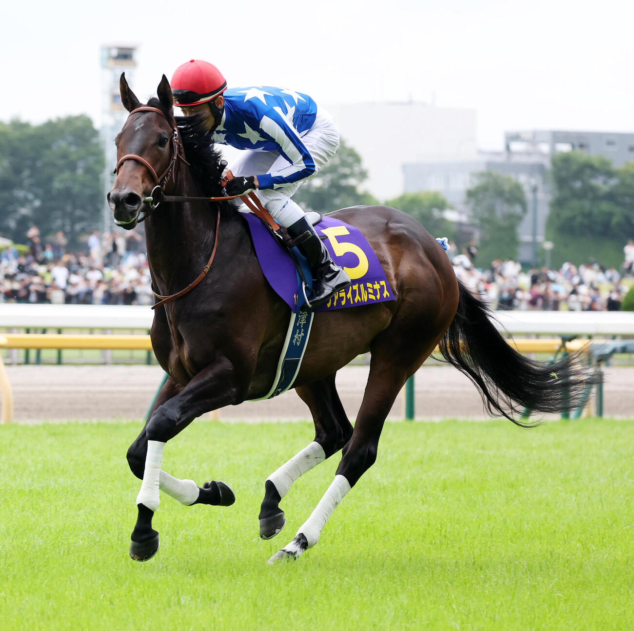 オークスに出走したリアライズルミナス（26年5月撮影）