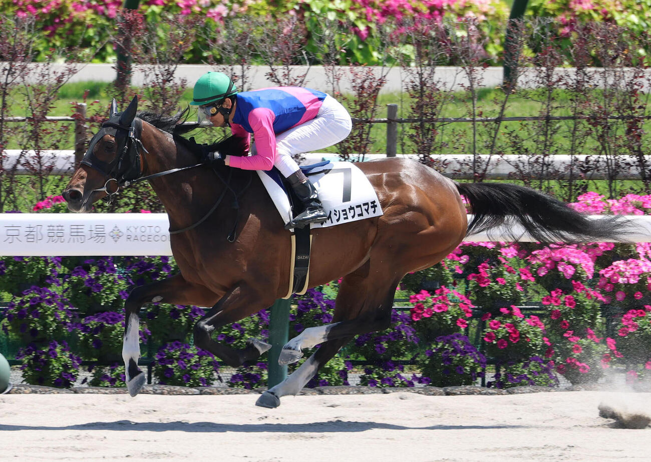 10日京都7Rの3歳1勝クラスを制したメイショウコマチ