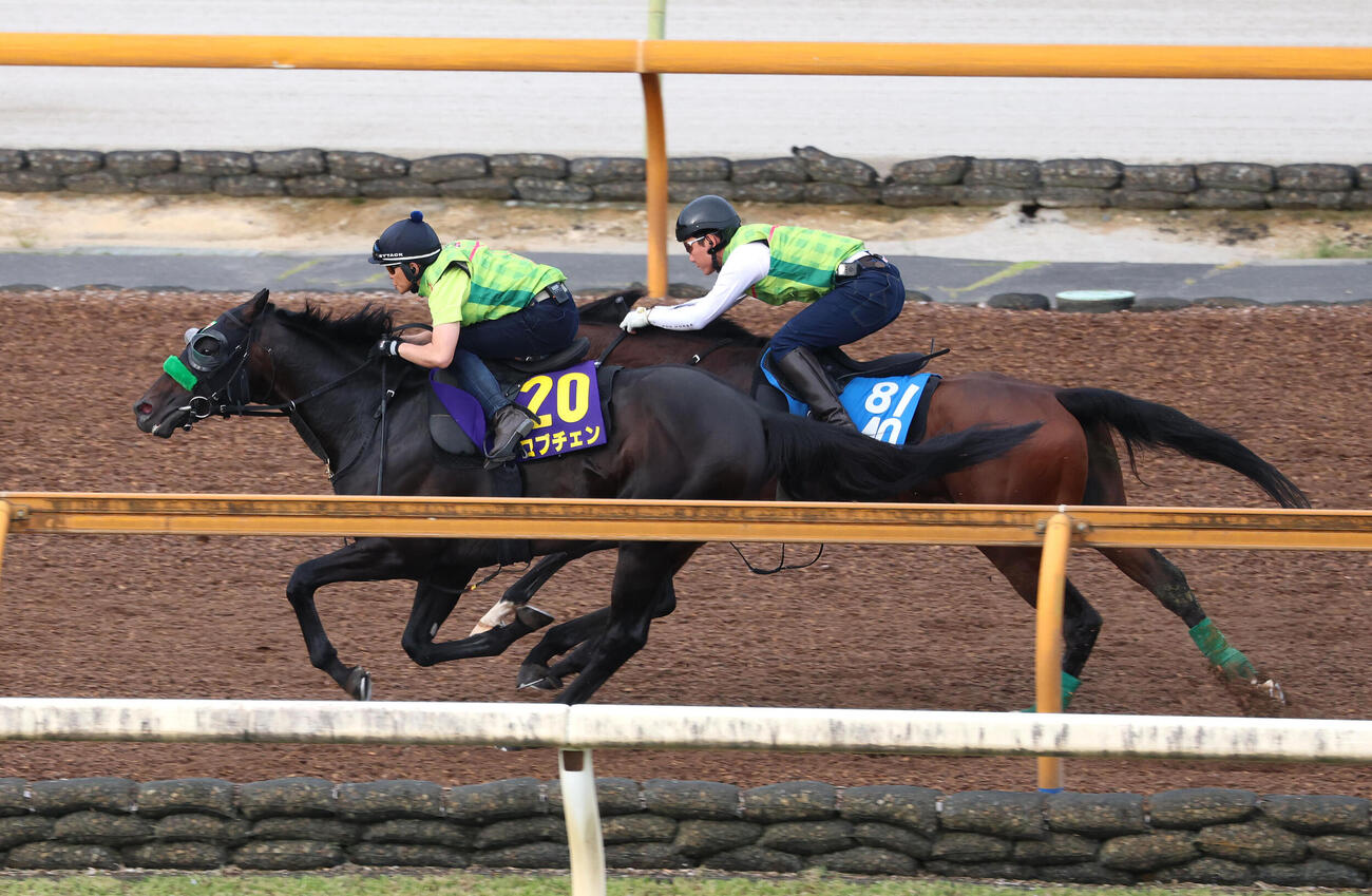 Cウッドを併せ馬で追い切るロブチェン（左）（撮影・白石智彦）