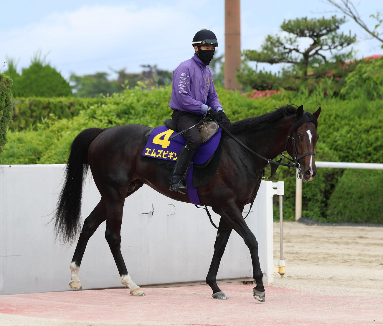 調教から引き揚げるエムズビギン（撮影・白石智彦）