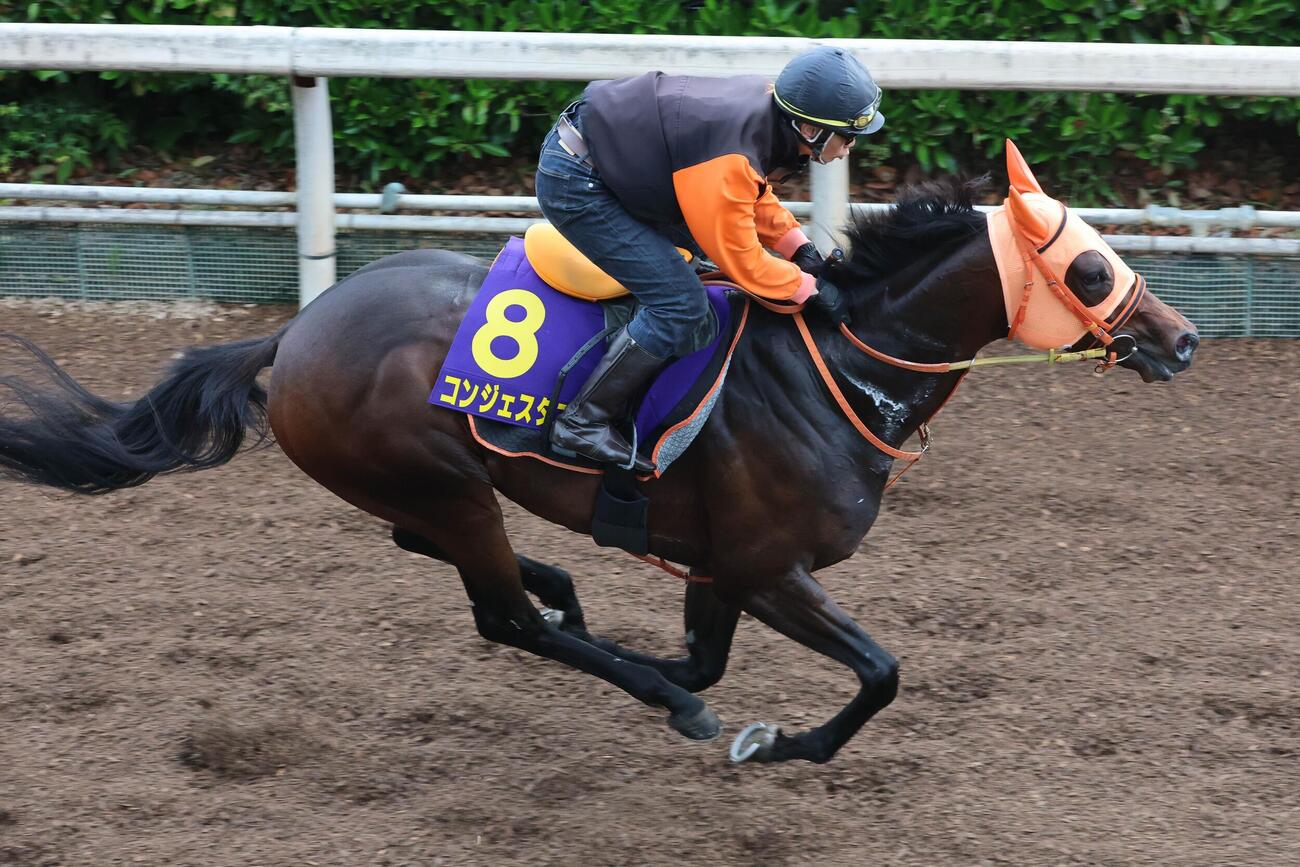 日本ダービー坂路2本目を強めに追われたコンジェスタス