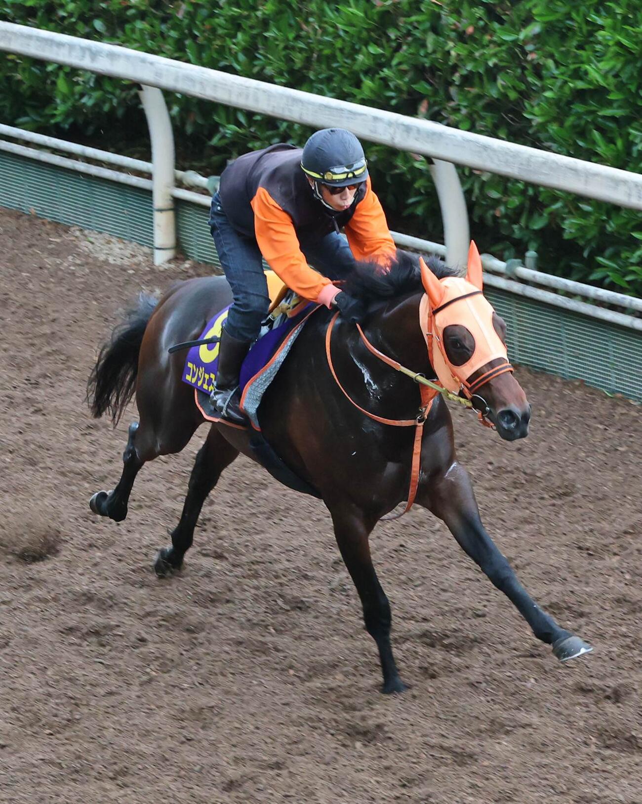 坂路2本目を強めに追われたコンジェスタス