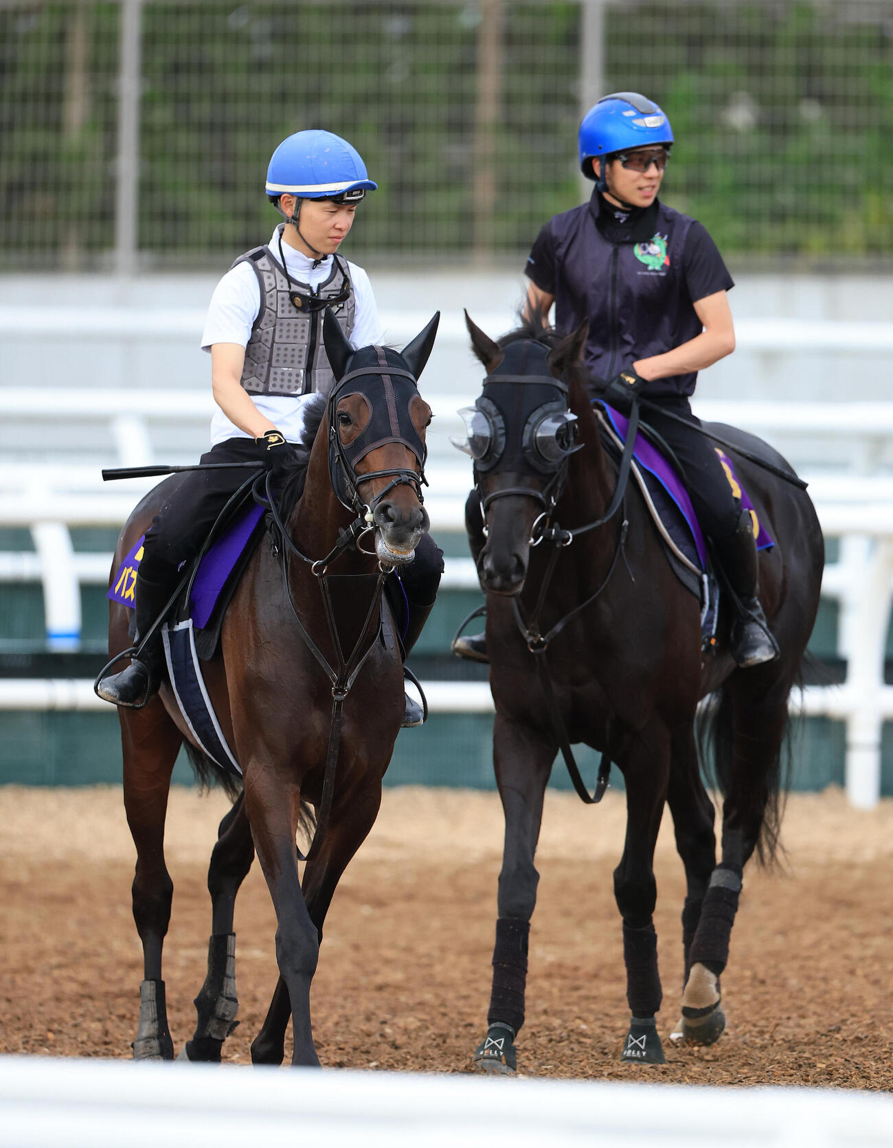 27日、角馬場で運動するバステール（左）とクロワデュノール