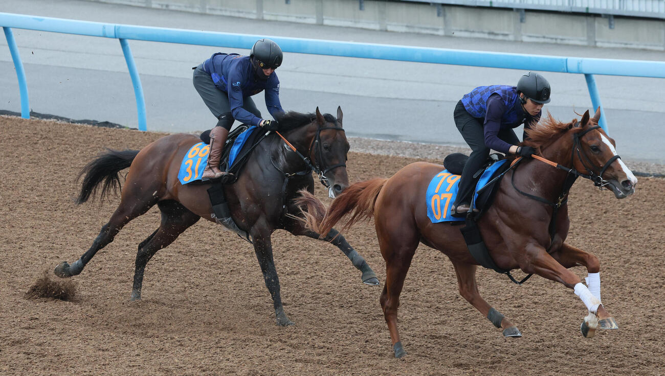 27日、ウィクトルウェルス（左）は美浦ウッドで先行するレッドシュトラールを追い上げた