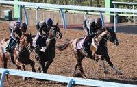 日刊スポーツ競馬ページ　2023年1〜8月　46枚 日刊スポーツの競馬情報サイトがパワーアップ：新極ウマ・プレミアム