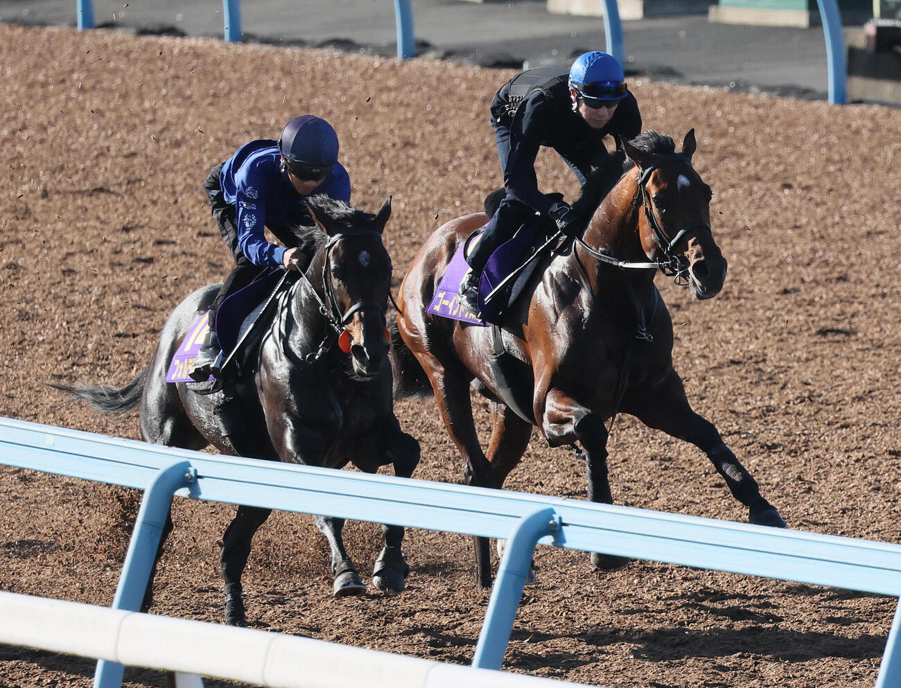 併せ馬を行ったフォルテアンジェロ（左）。右はゴーイントゥスカイ