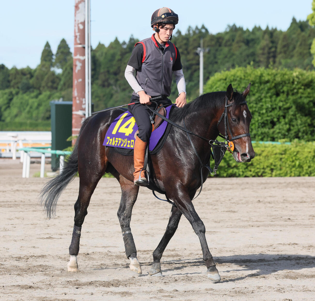 最終追い切りを終えて引き揚げるフォルテアンジェロ（撮影・丹羽敏通）