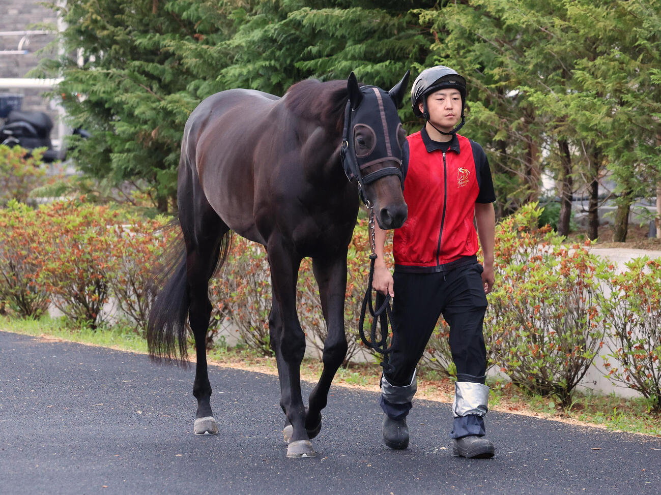 厩舎周りを運動するアスクエジンバラ