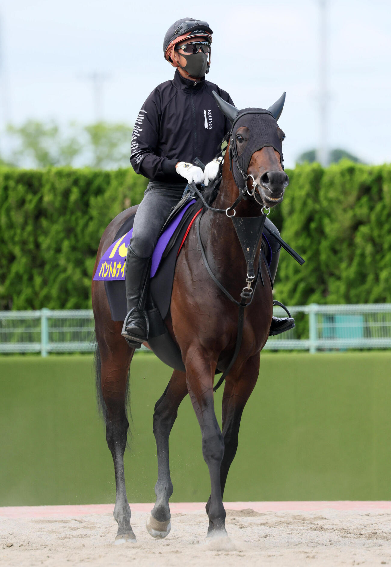調教を終えて馬場を出るパントルナイーフ（撮影・丹羽敏通）