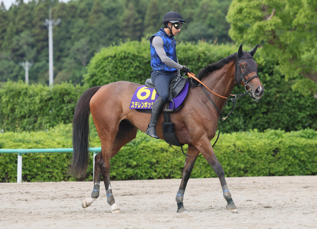 28日、追い切りを終えて馬場を出るステレンボッシュ