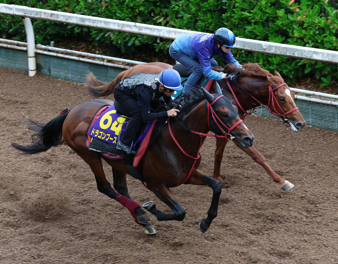 28日、松若風馬騎手を背に坂路をタイドビート（右）と併せ馬で追い切るドラゴンブースト