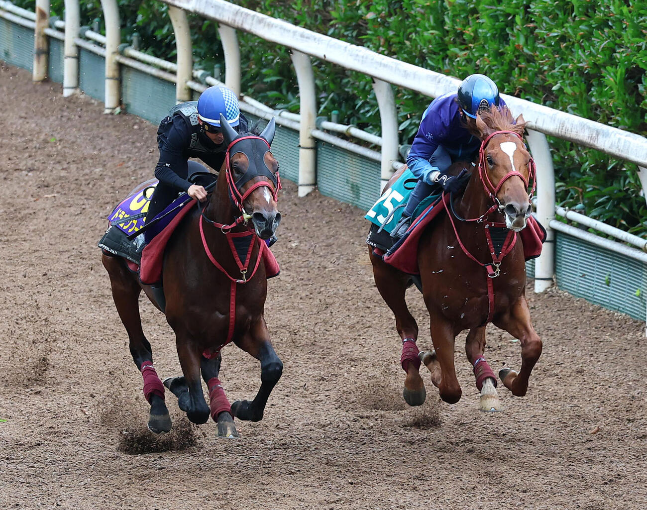 28日、松若風馬騎手を背に坂路をタイドビート（右）と併せ馬で追い切るドラゴンブースト