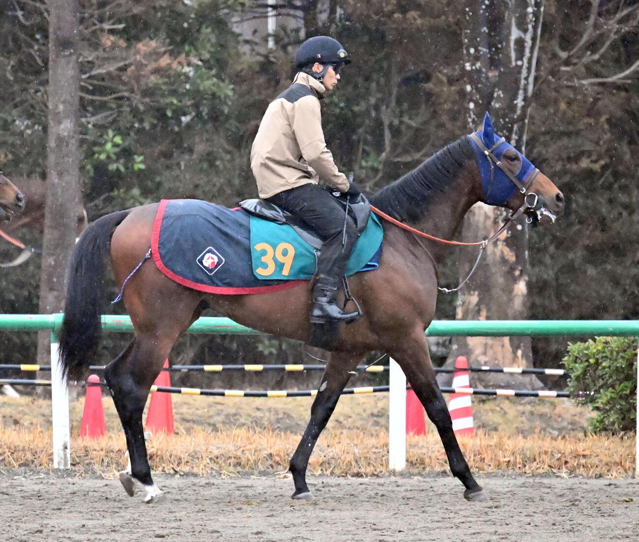 シスキン産駒のレッジェランツァ（撮影・千葉一成）